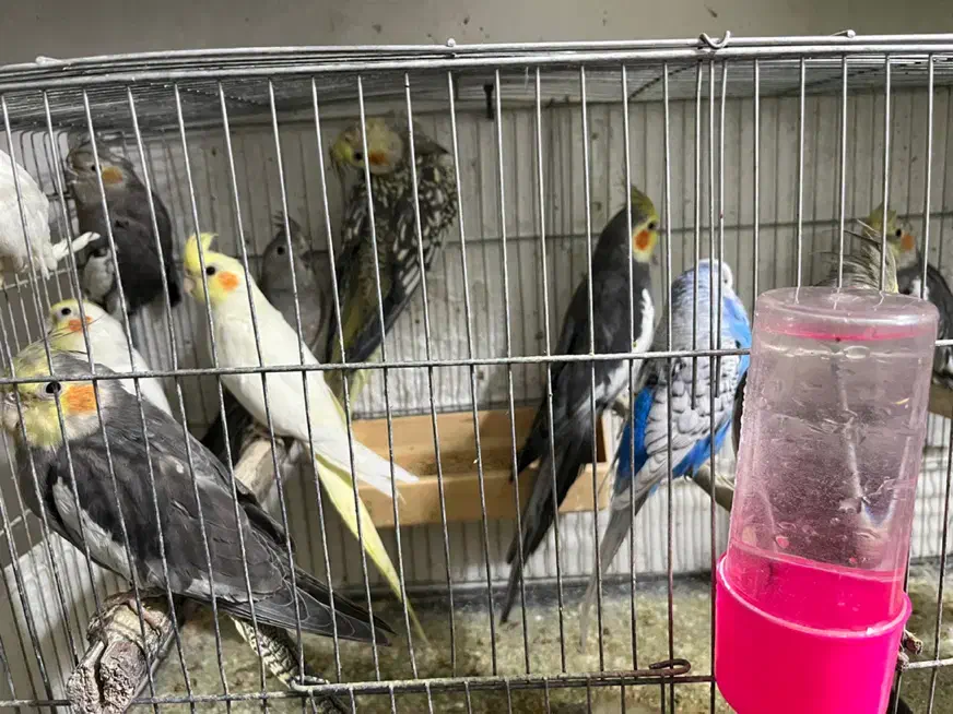 عروس هلندی بالغ|پرنده|شهریار, کهنز|دیوار