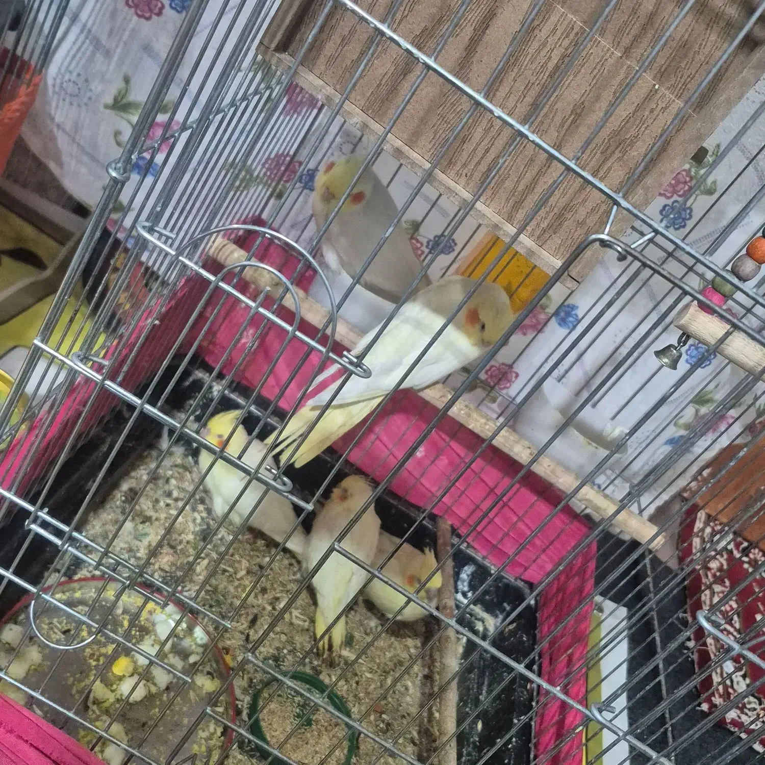 فروشی عروس هلندی با قفس|پرنده|اندیمشک, |دیوار