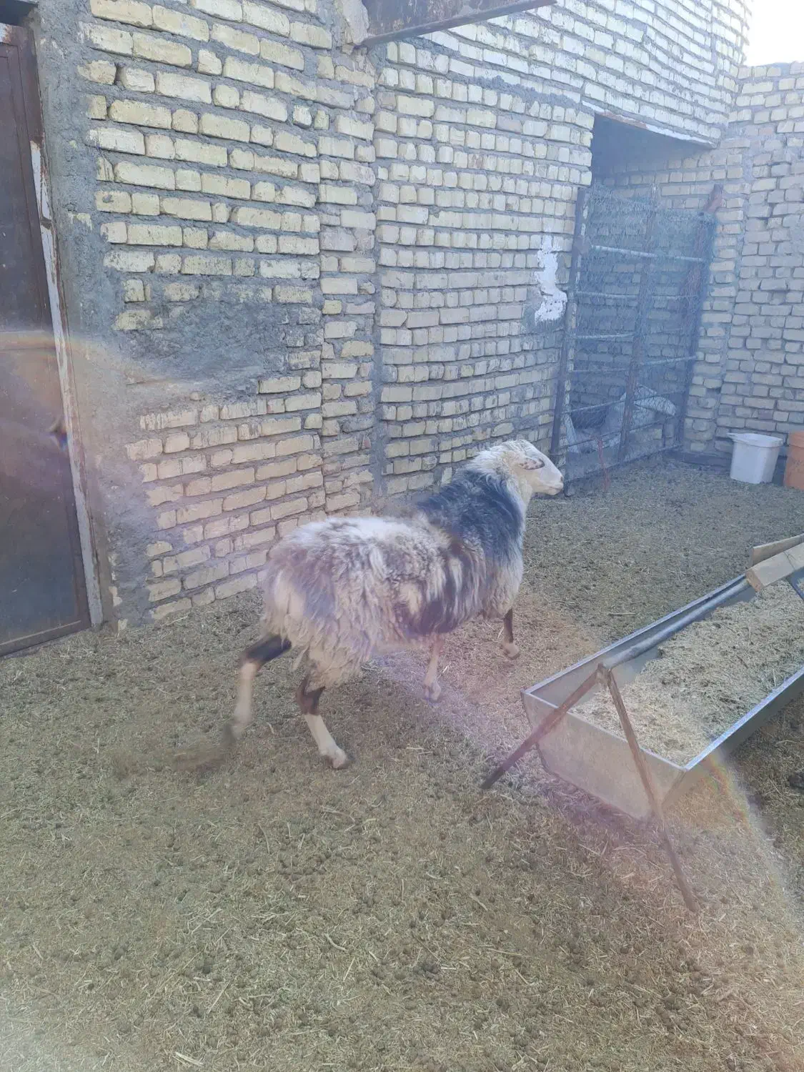 بره نر رومانوف|حیوانات مزرعه|ورزنه, |دیوار