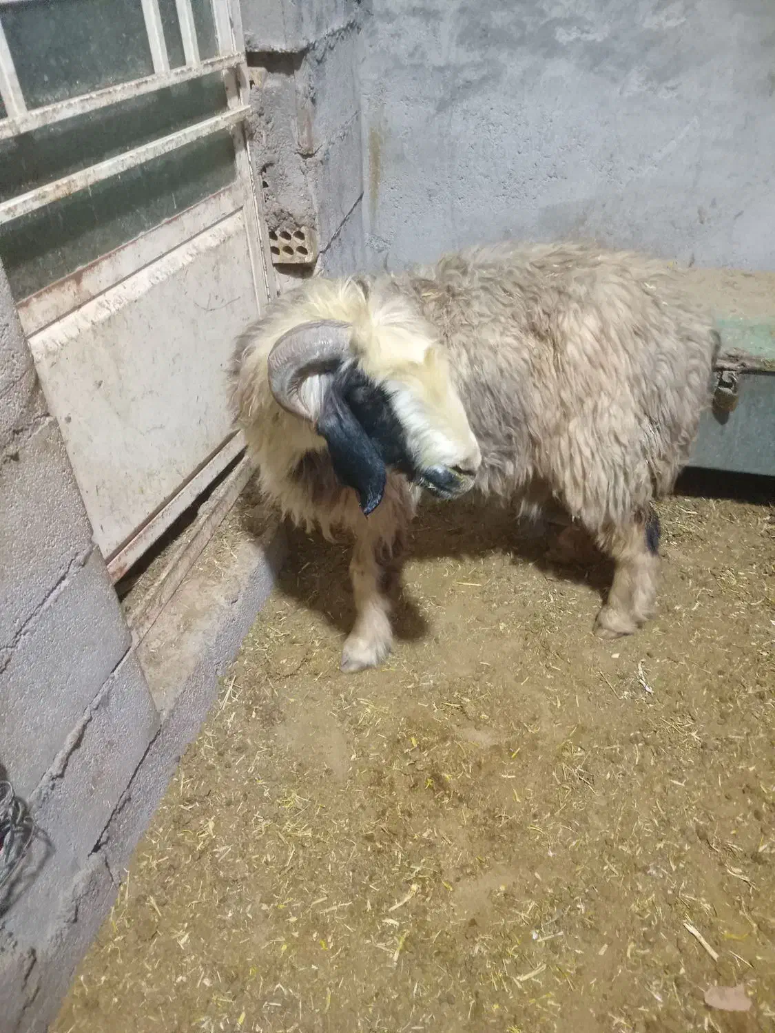 میش داشتی فروشی|حیوانات مزرعه|شوشتر, |دیوار