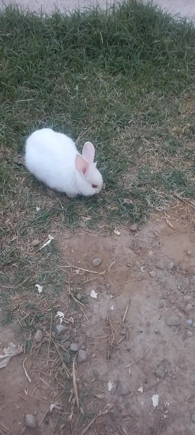 خرگوش|موش و خرگوش|گنبد کاووس, |دیوار