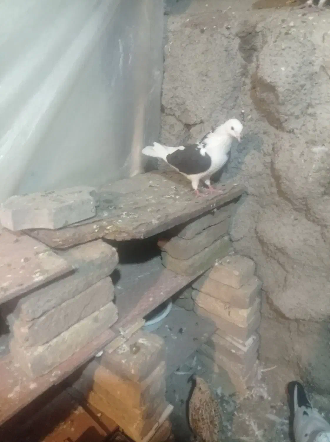 کفتر دوکت گمشده|پرنده|محمدشهر, ولدآباد|دیوار