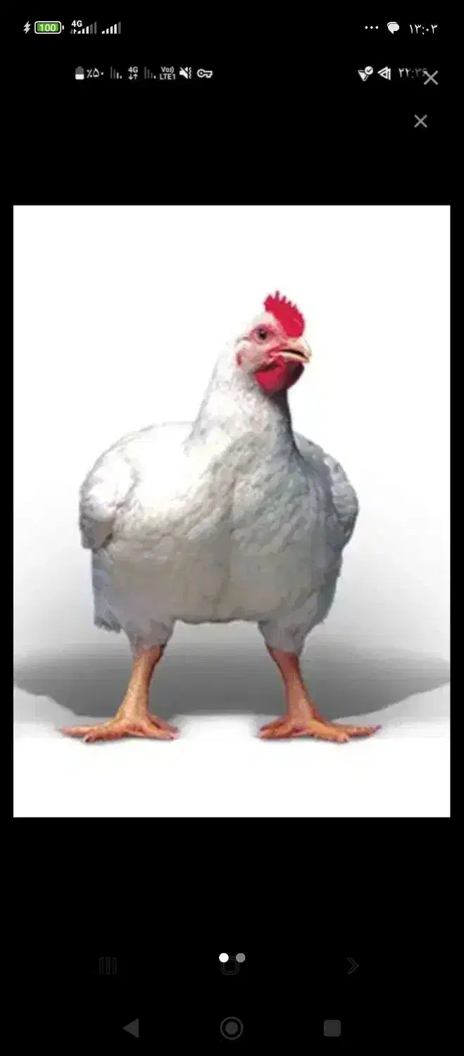 فروش مرغ گوشتی|حیوانات مزرعه|صادق آباد, |دیوار