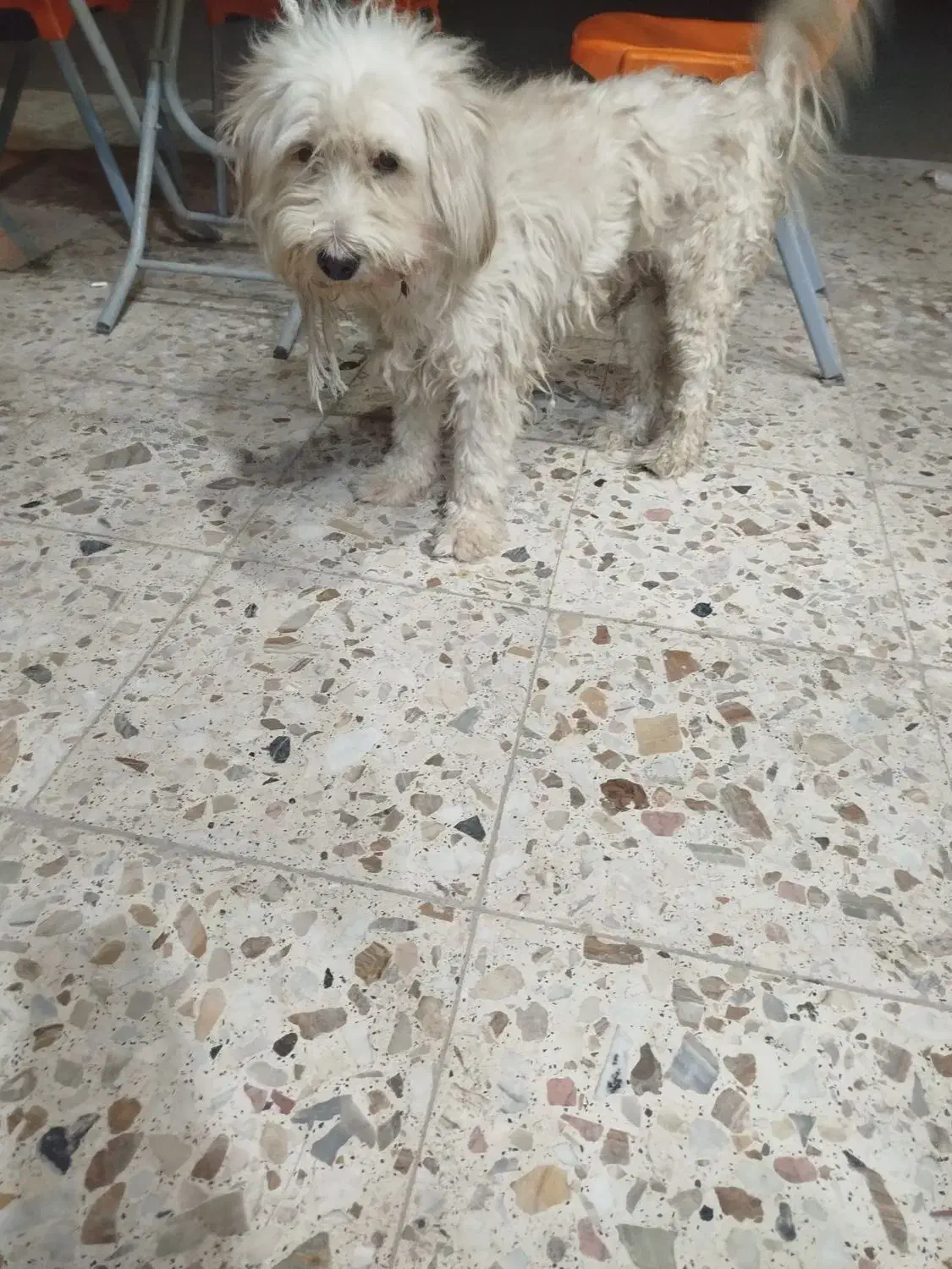 سگ پشمالو|سگ|اهواز, شهرک رزمندگان|دیوار