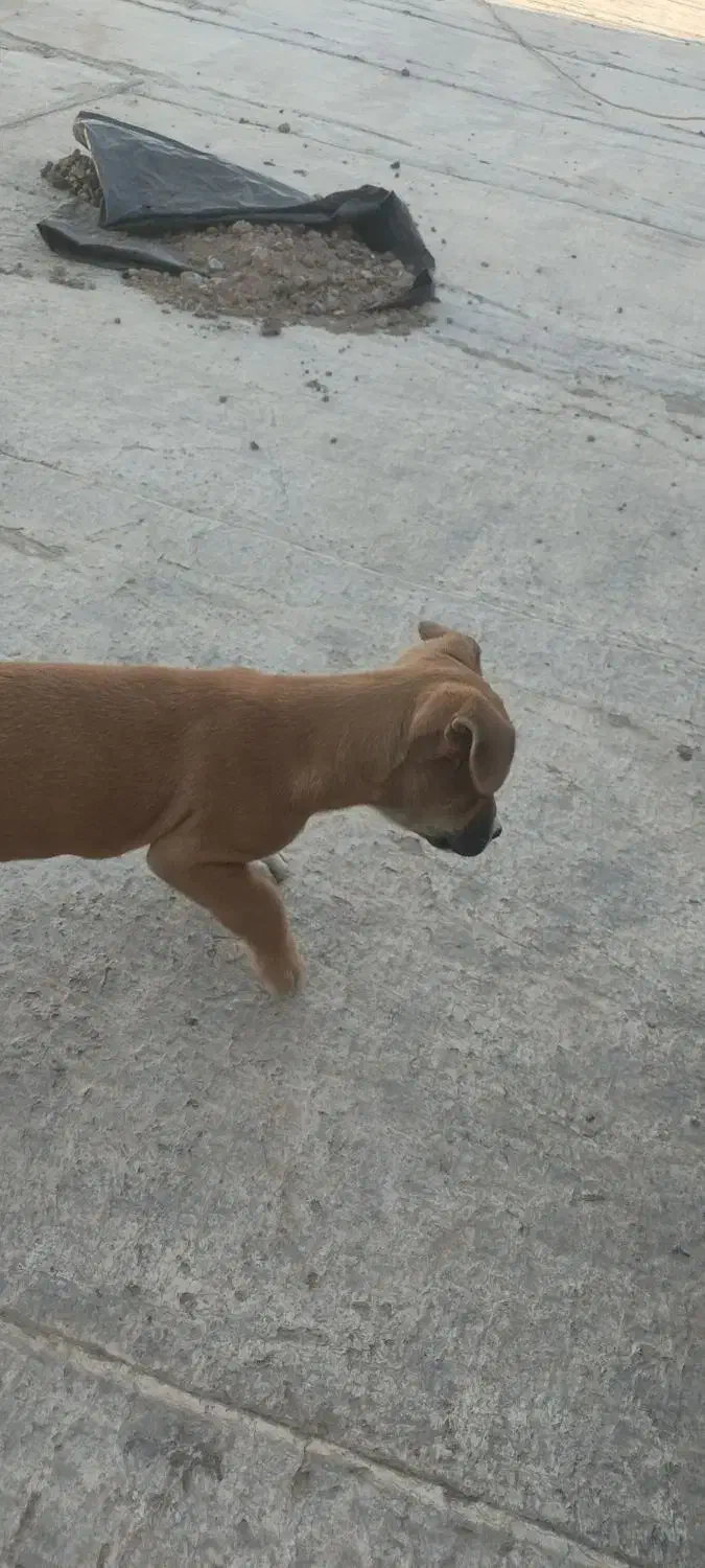 توله سگ پیتبول|سگ|قزوین, |دیوار