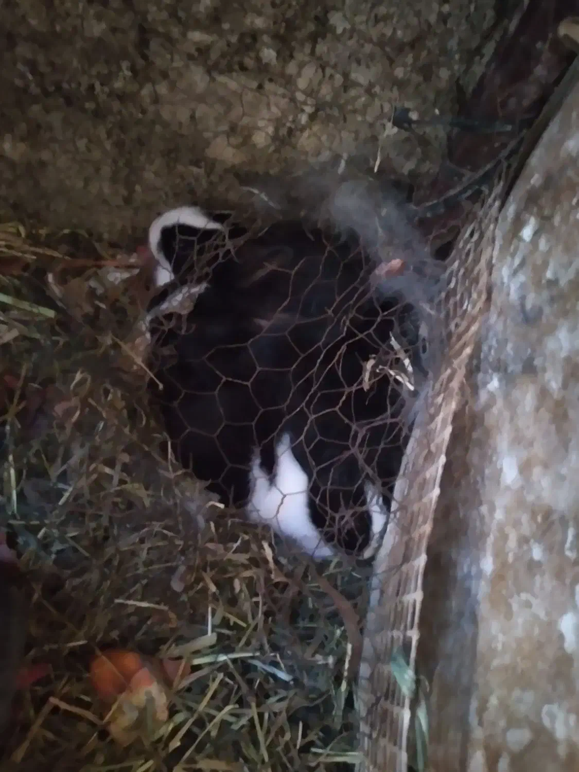 خرگوش|موش و خرگوش|زبرخان, |دیوار