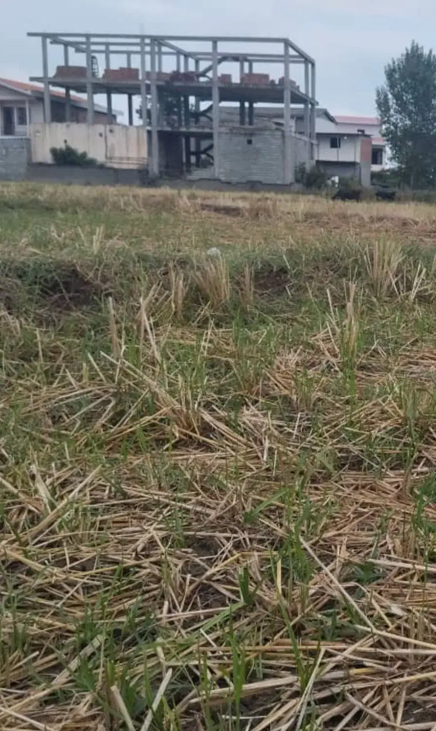 زمین شالی|فروش زمین و ملک کلنگی|لوندویل, |دیوار