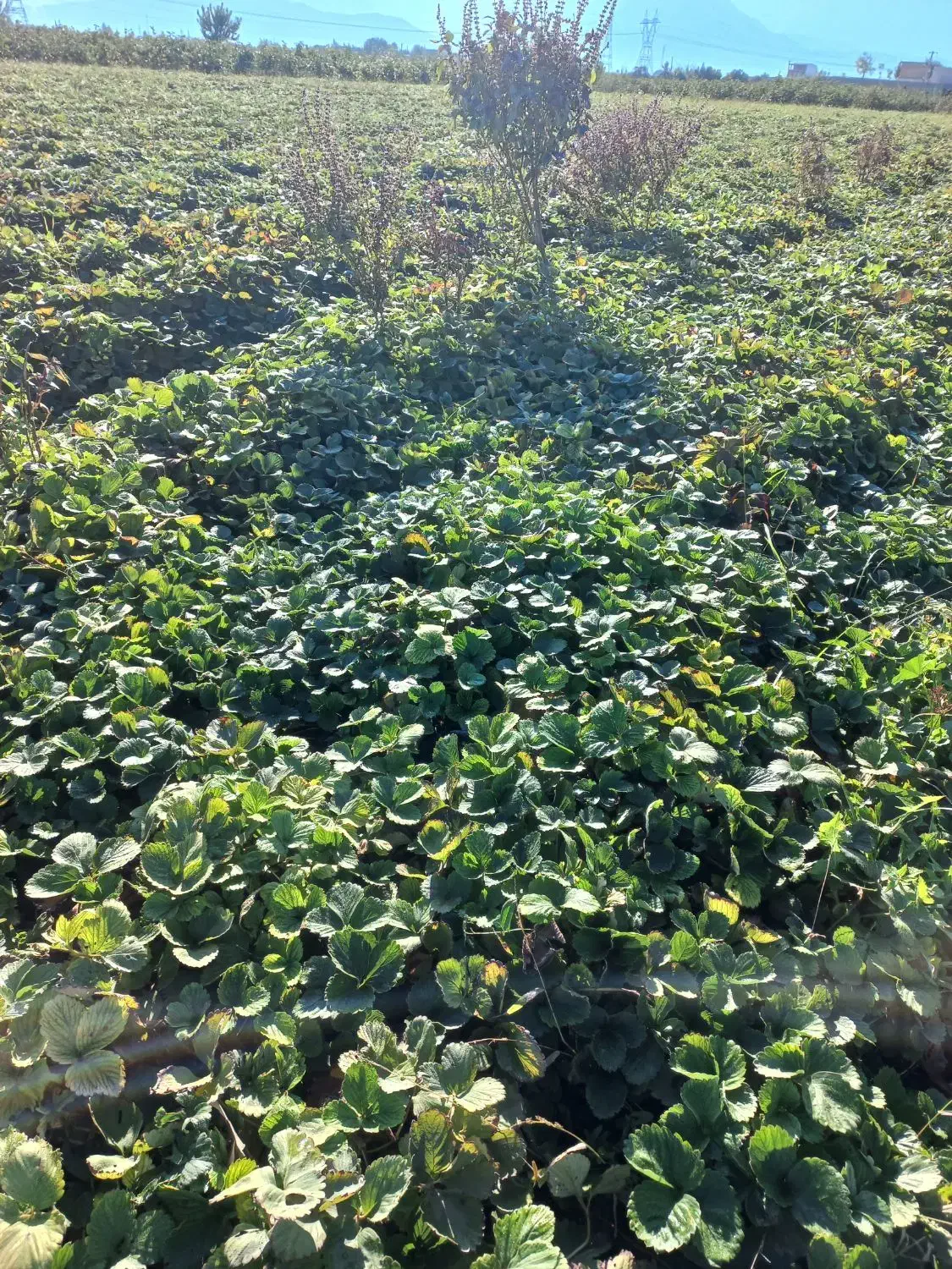 باغبانی|خدمات باغبانی و درختکاری|خان ببین, |دیوار