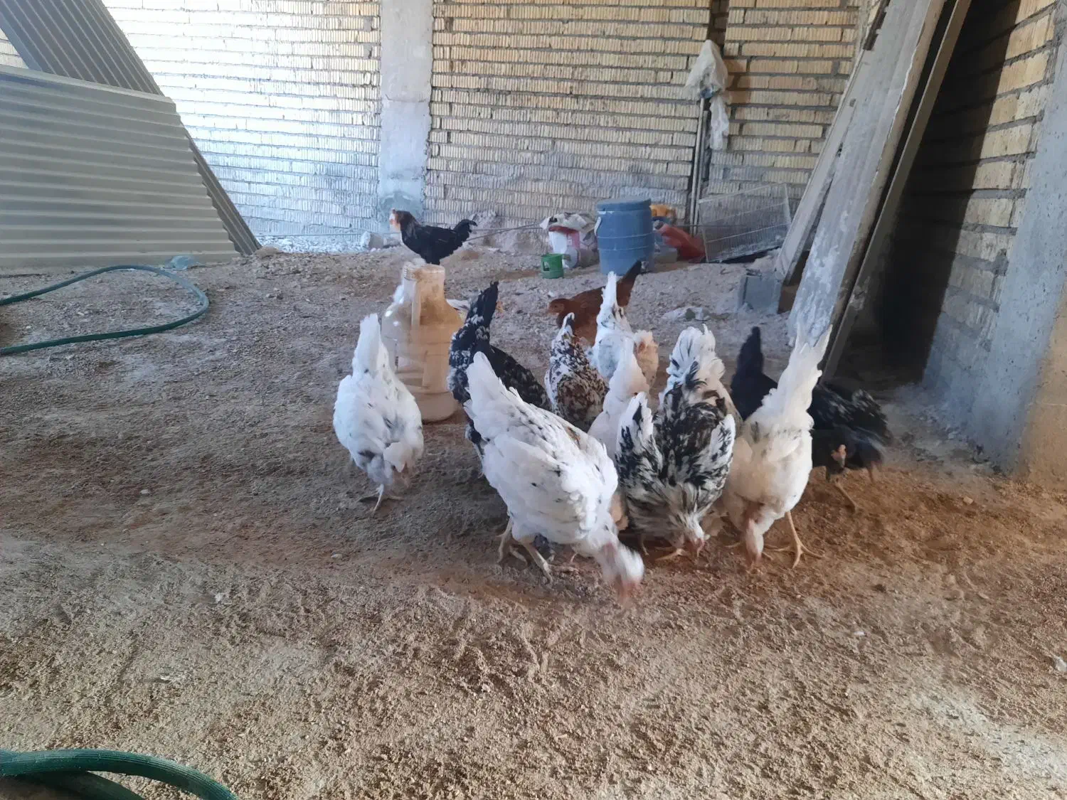 مرغ گلین|حیوانات مزرعه|برازجان, |دیوار