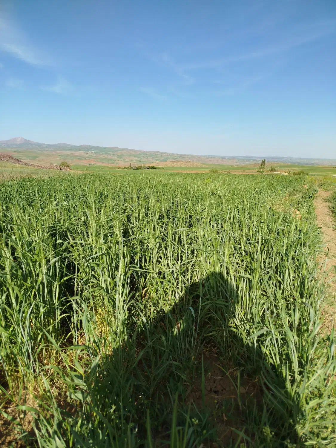 7کیسه زمین کشاورزی|فروش زمین و ملک کلنگی|حسین آباد, |دیوار