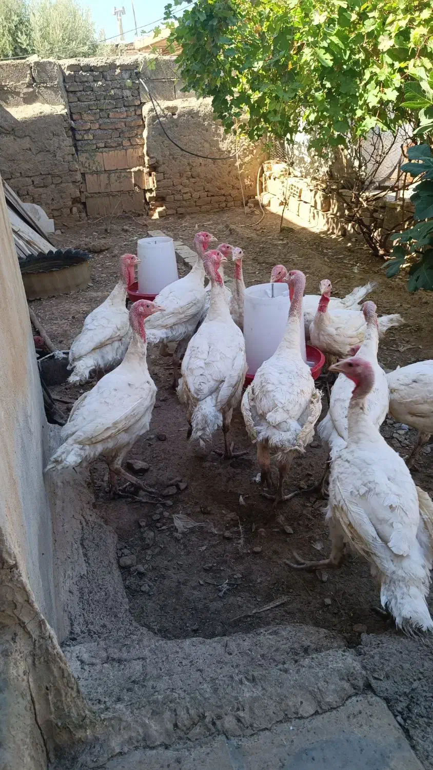 بوقلمون نژاد بیوتی، گوشتی|حیوانات مزرعه|آبدانان, |دیوار