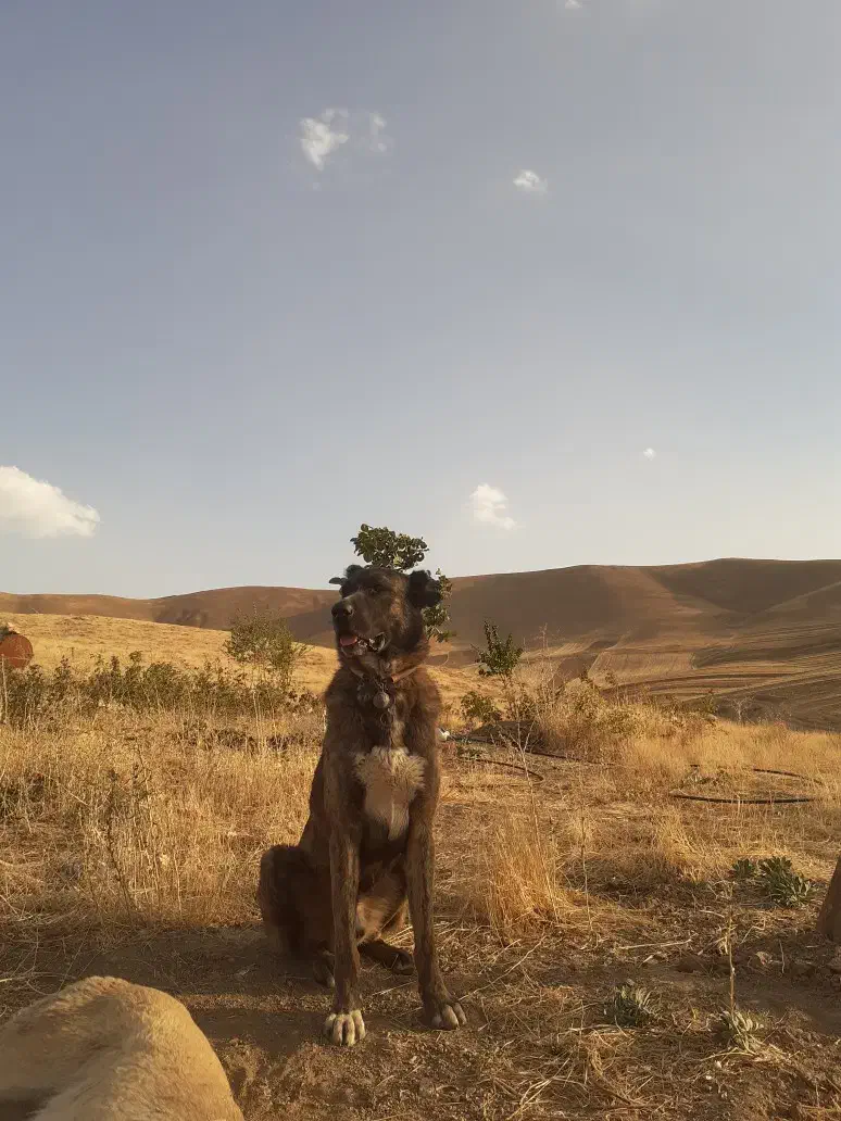 واگذاری سگ|سگ|اسدآباد, |دیوار