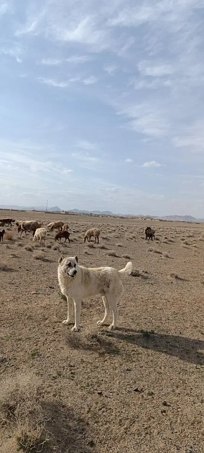 سگ سفید|سگ|تربت جام, جامرود|دیوار