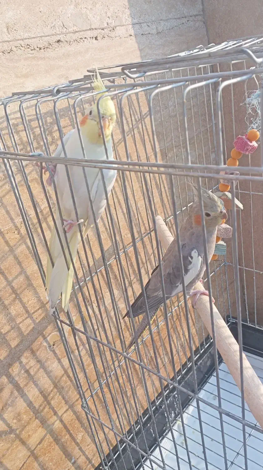 عروس هلندی|پرنده|قم, انصارالحسین|دیوار