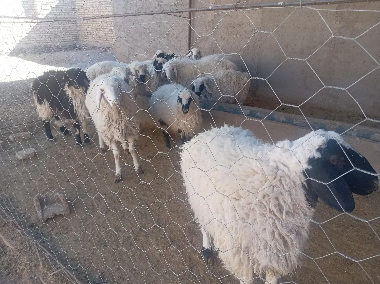 بره نر|حیوانات مزرعه|درمیان, |دیوار