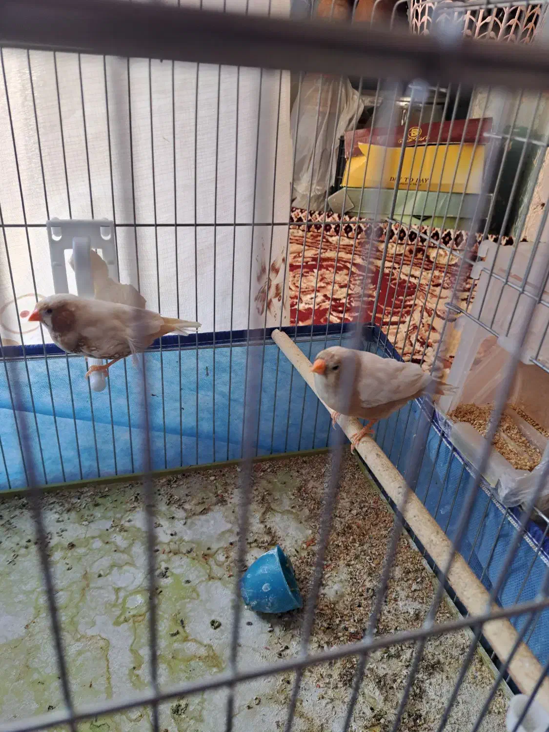 جفت فنچ کینگ اروپایی|پرنده|فسا, |دیوار