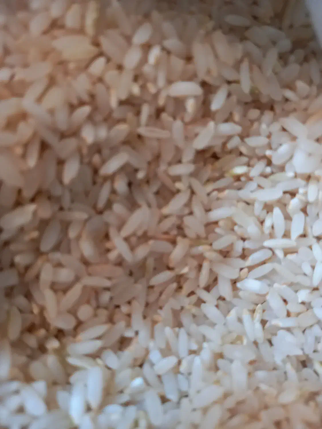 برنج کامفیروری و خرده برنج کامفیرور و فجر|خوردنی و آشامیدنی|شیراز, میانرود|دیوار