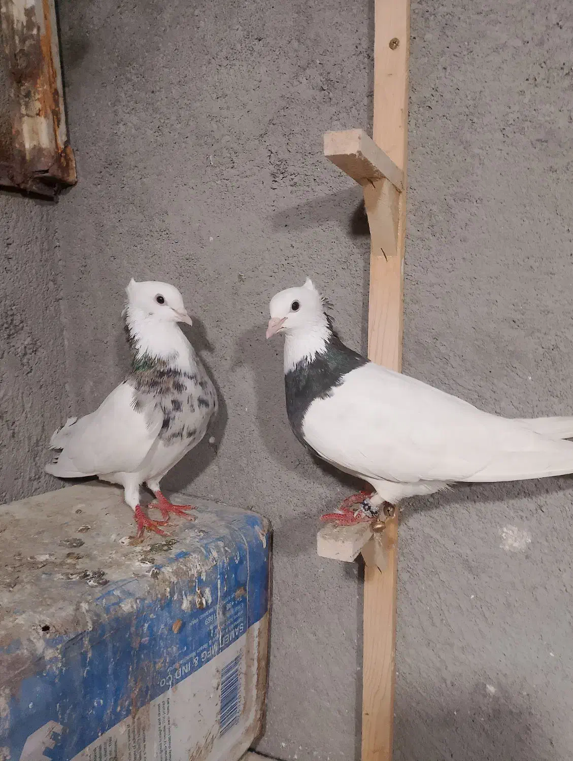 کفتر|پرنده|مشهد, خواجه ربیع|دیوار