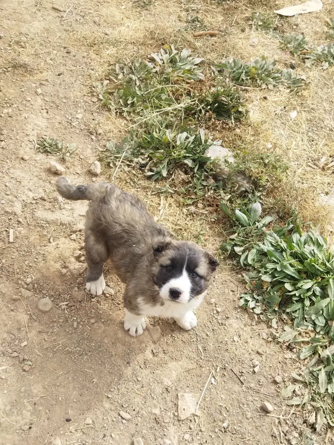 توله|سگ|شهرکرد, |دیوار