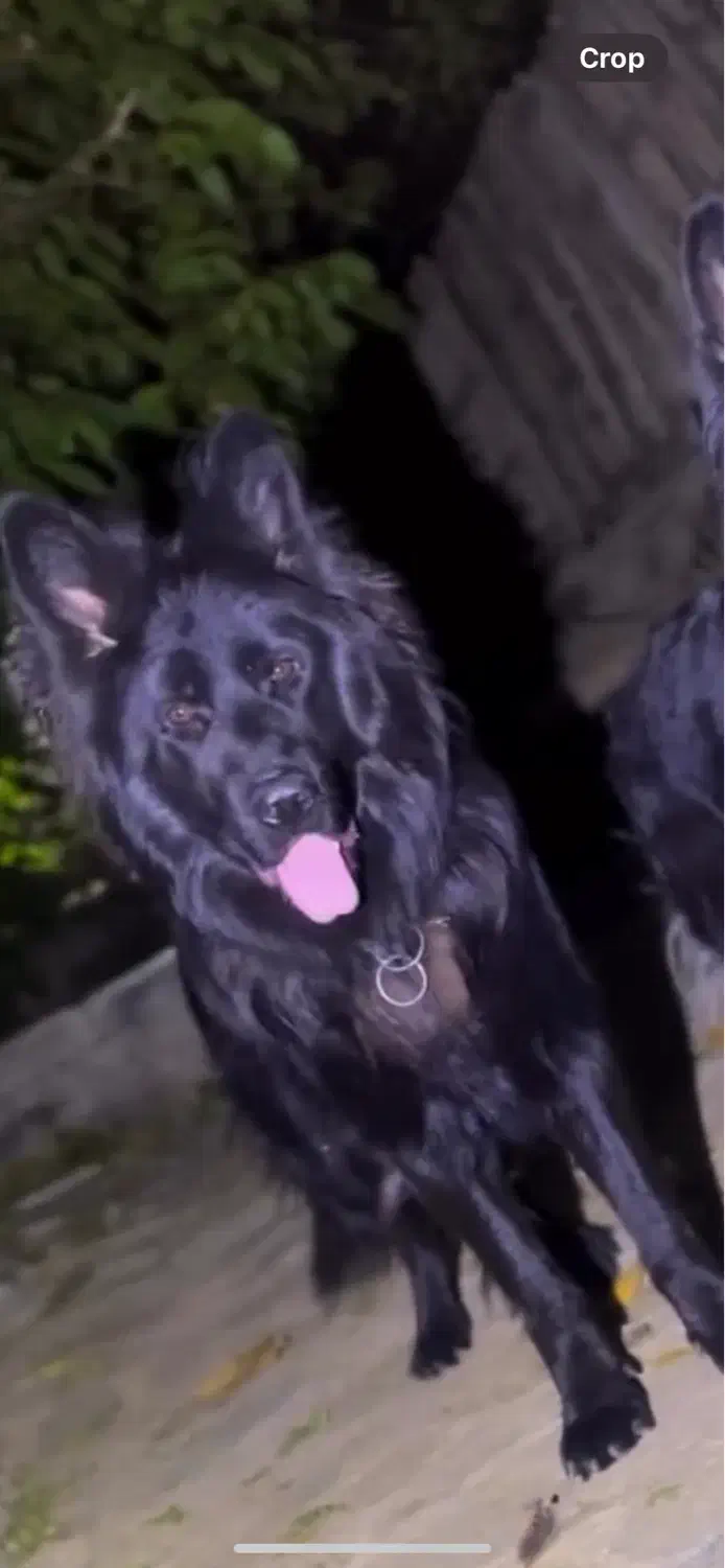 ژرمن بلک نر|سگ|تهران, چیتگر شمالی|دیوار