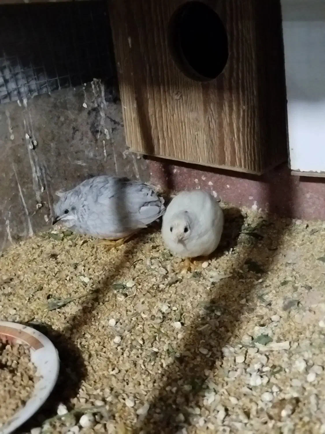 بلدرچین مینیاتوری|حیوانات مزرعه|راور, |دیوار