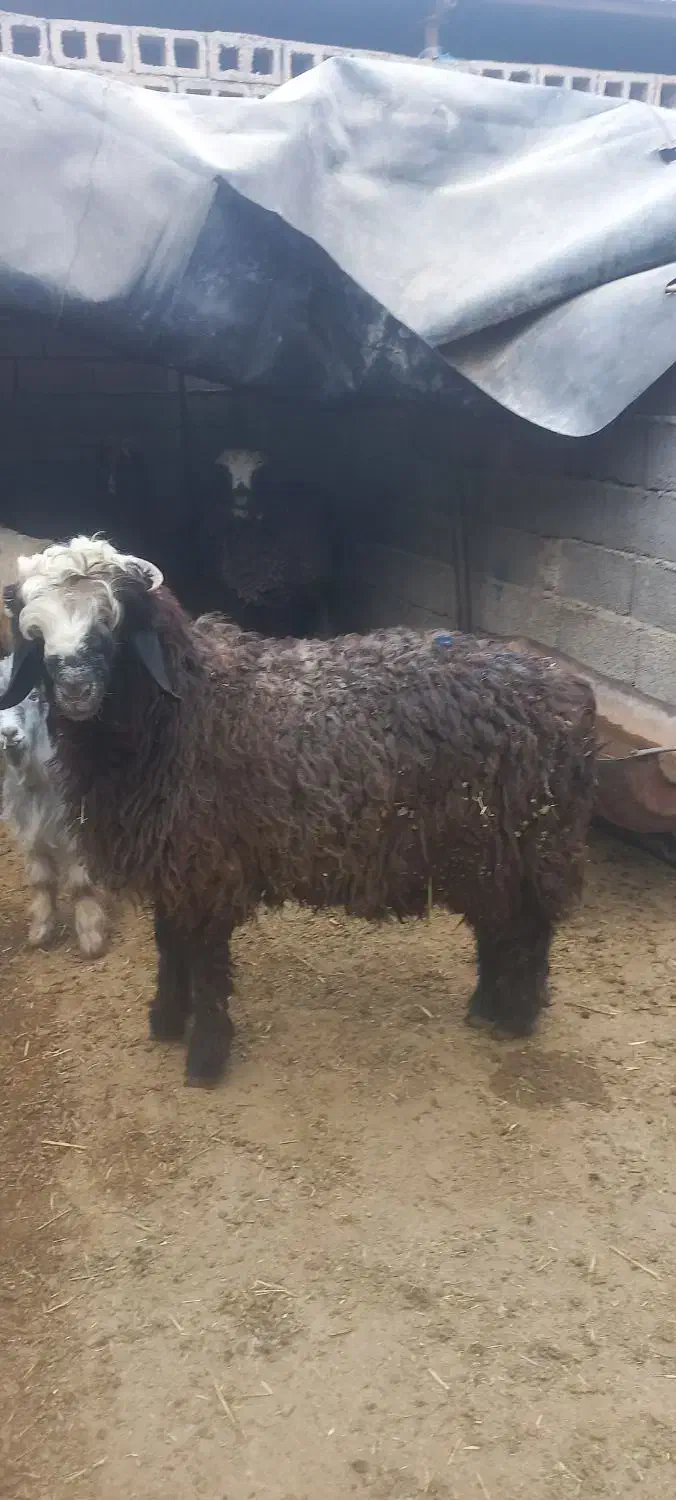 بره قوچی کشتاری|حیوانات مزرعه|بهبهان, |دیوار