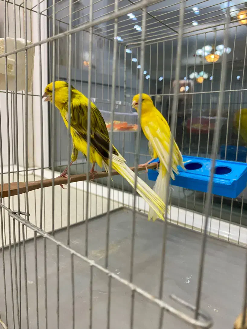 قناری|پرنده|قدس, شهرقدس|دیوار