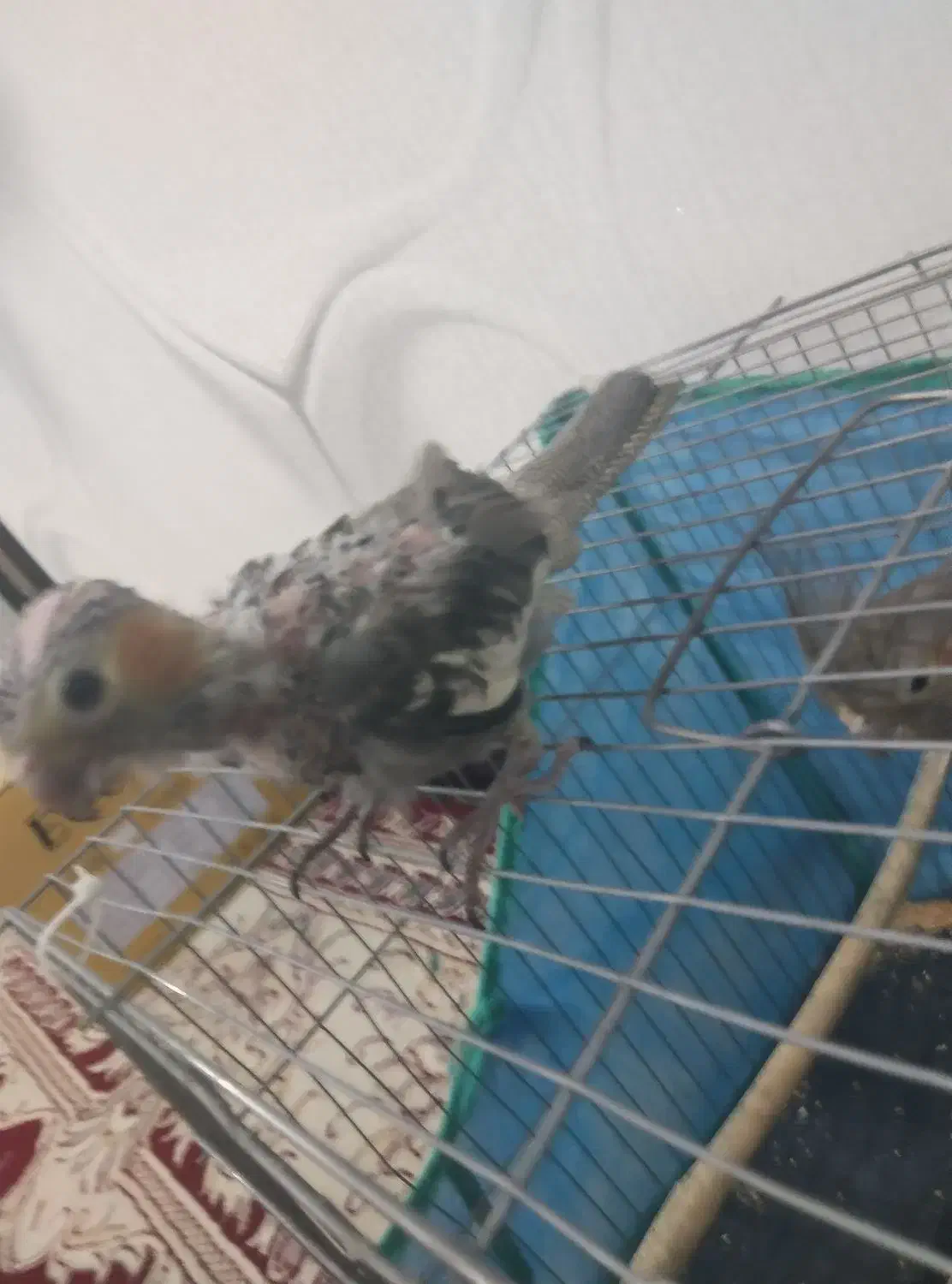 عروس هلندی باهوش|پرنده|رومشکان, |دیوار