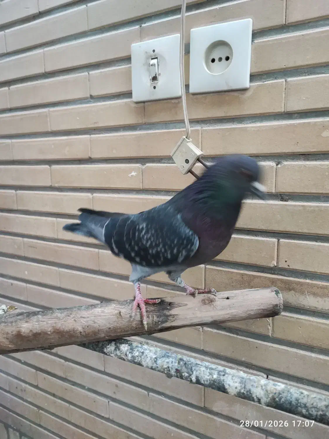 پرشی کاشونی|پرنده|اصفهان, ارداجی|دیوار