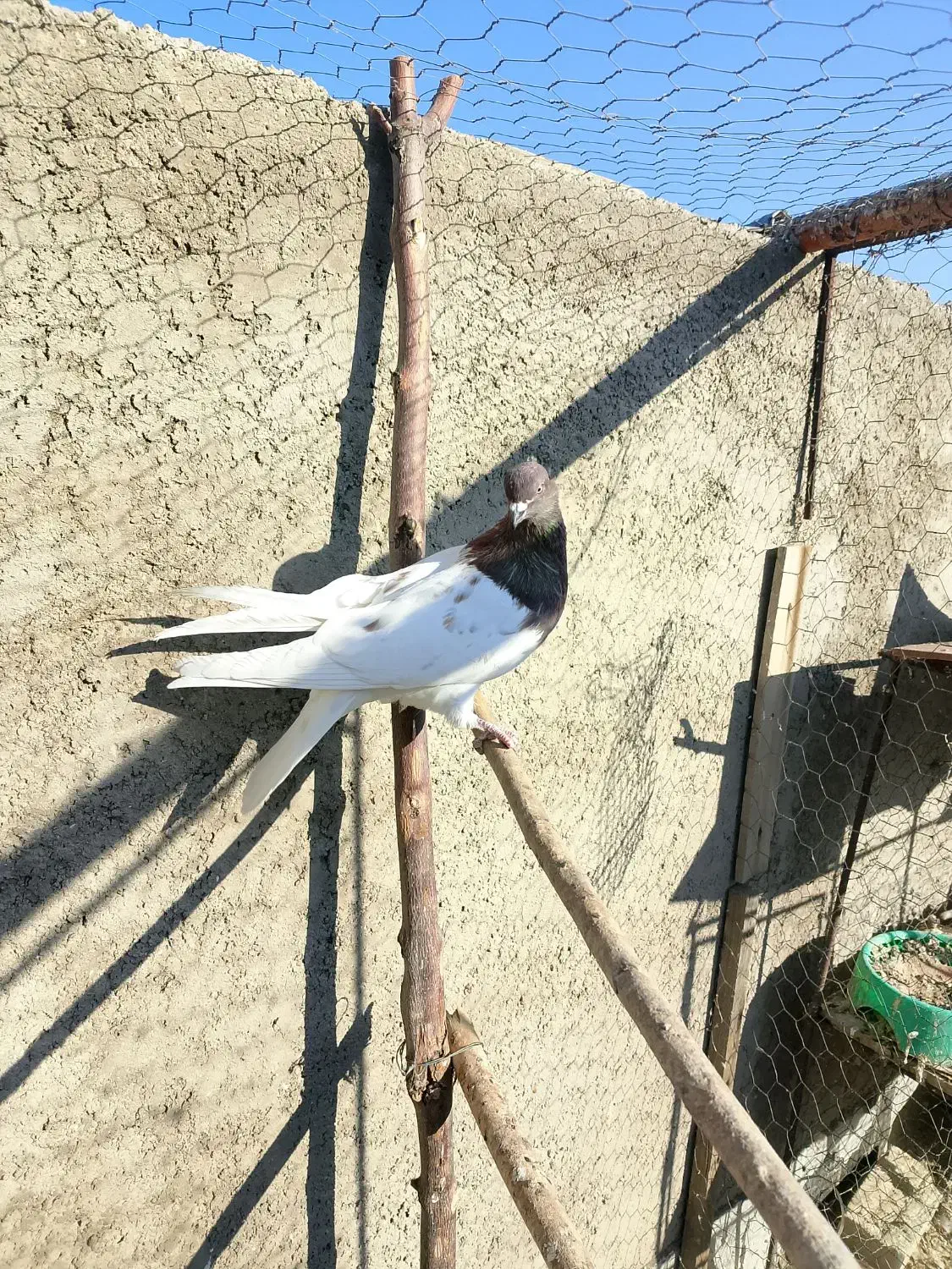 کله قرمز نر فروشی|پرنده|صائین قلعه, |دیوار