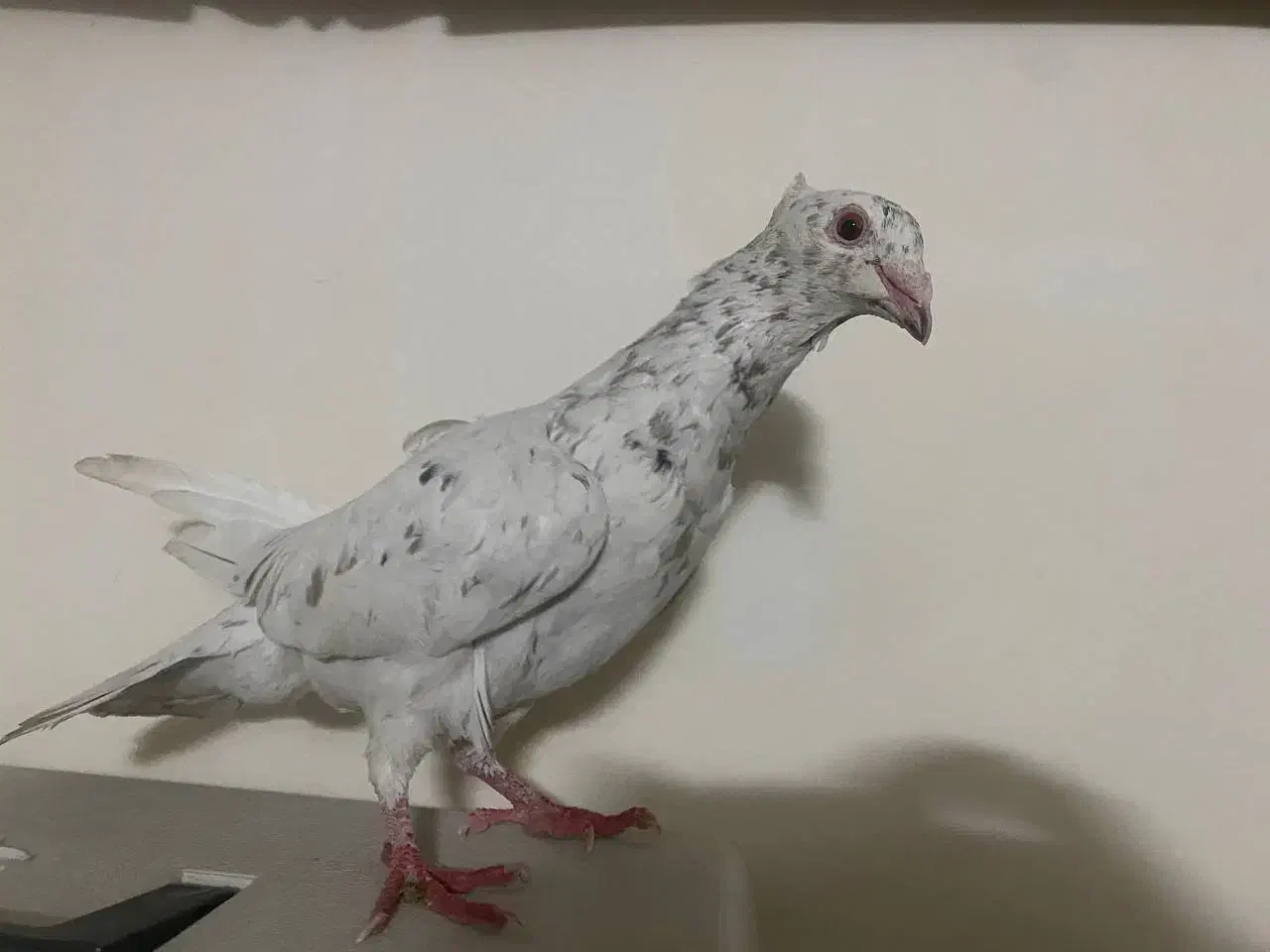 کفتر|پرنده|مشهد, امیرآباد|دیوار