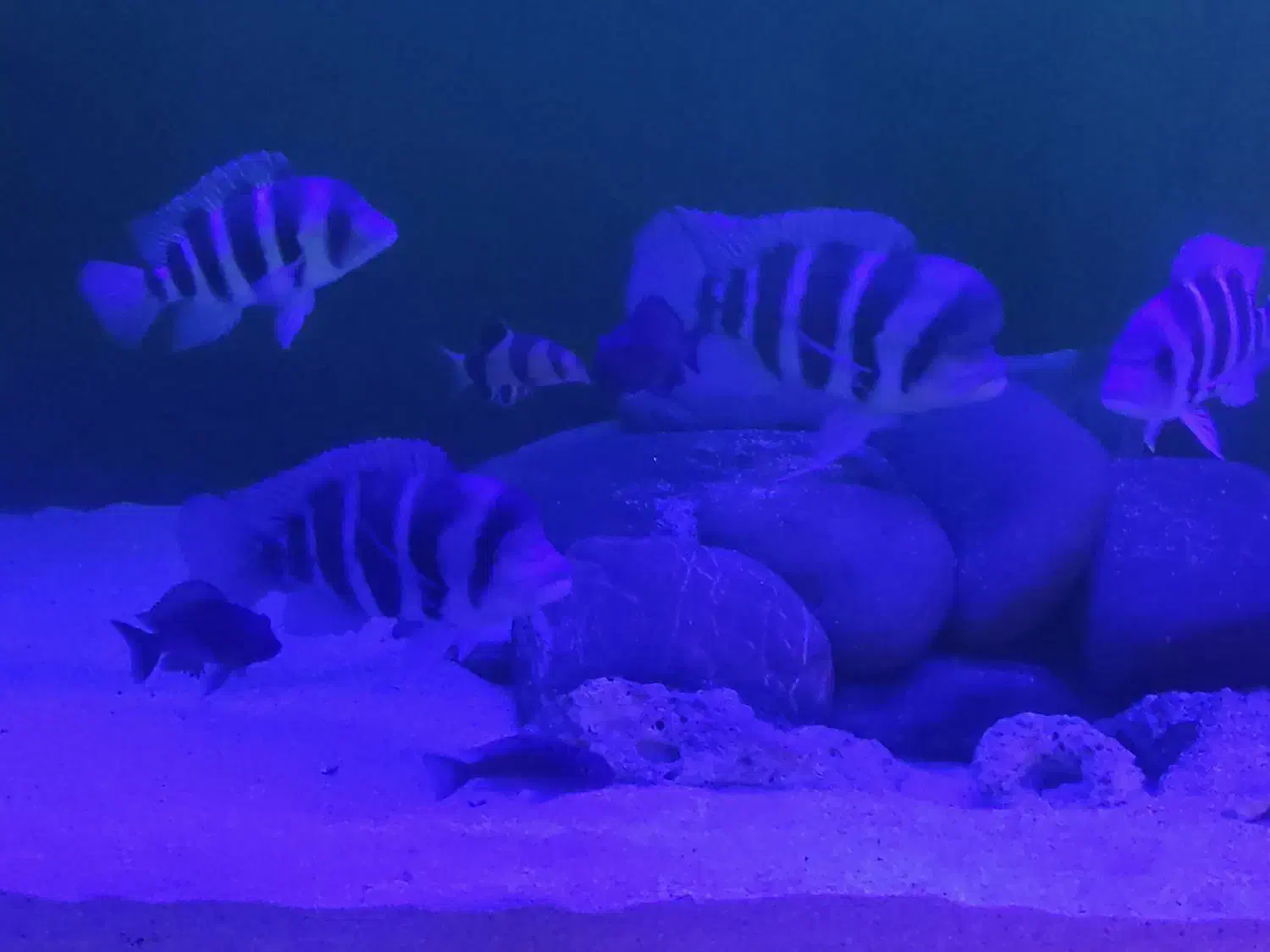 ماهی فرانتوزا|ماهی|رودهن, |دیوار