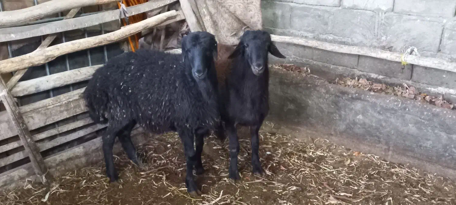 بره نره گوشتی .|حیوانات مزرعه|بناب, |دیوار