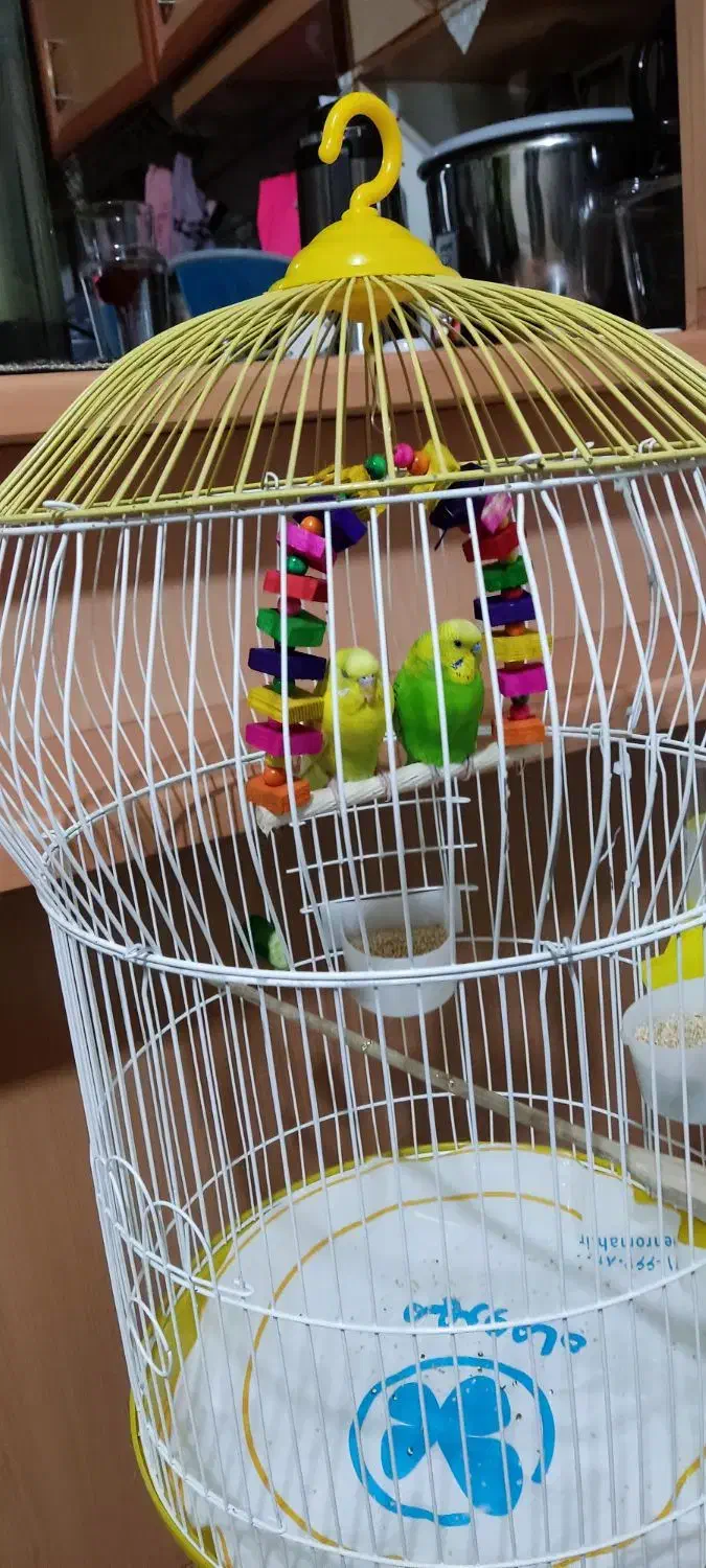 مرغ عشق|پرنده|ری, دولت‌آباد|دیوار