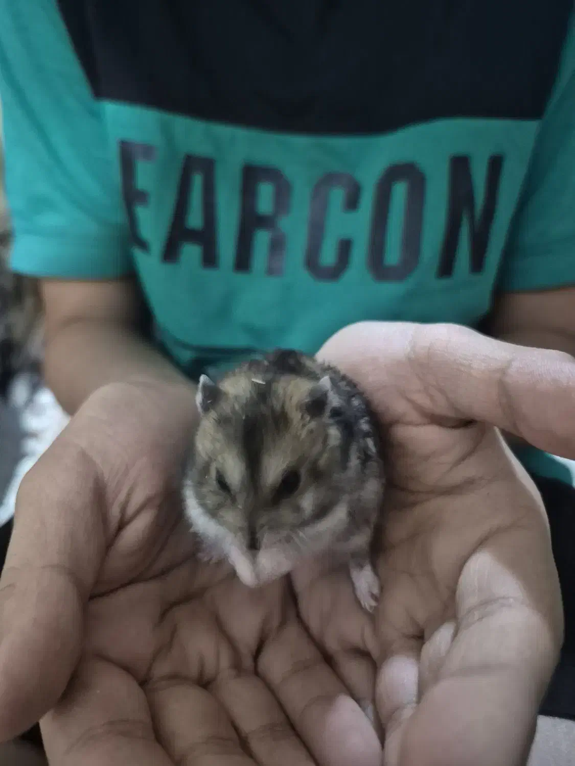 همستر|سگ|یزد, |دیوار