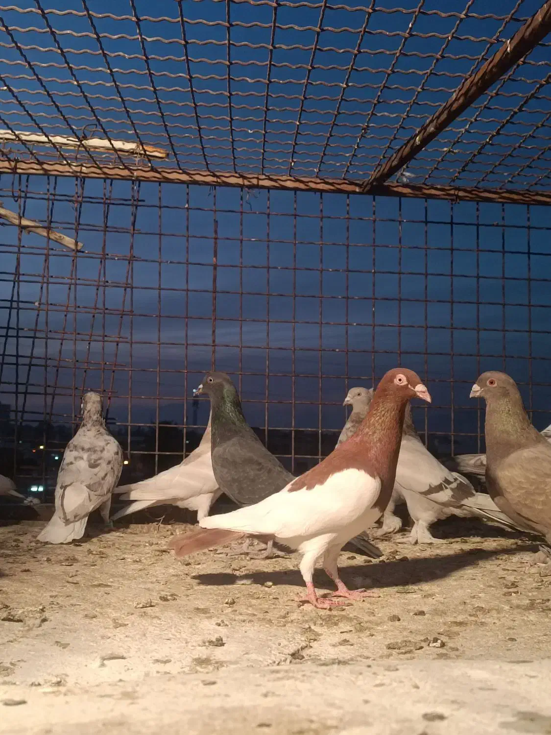 دسته کفتری|پرنده|شیراز, سهلآباد|دیوار