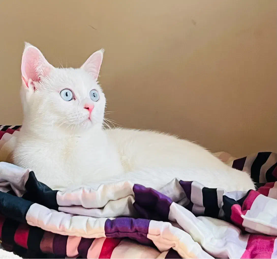 گربه پرشین اسکاتیش ماده|گربه|رشت, جهاد|دیوار