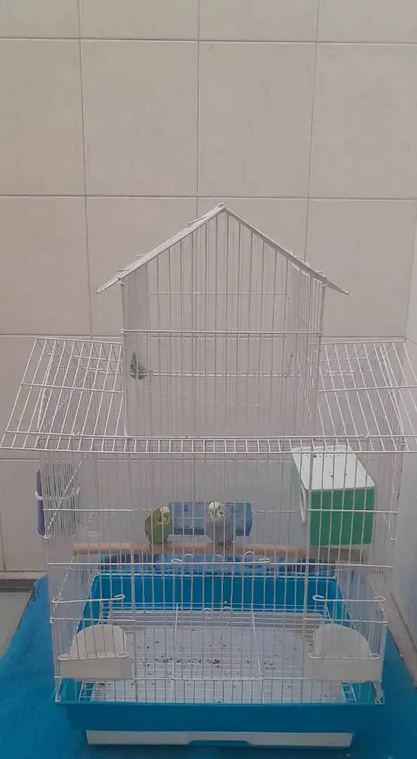 مرغ عشق|پرنده|مرودشت, ابوذر شمالی‎|دیوار