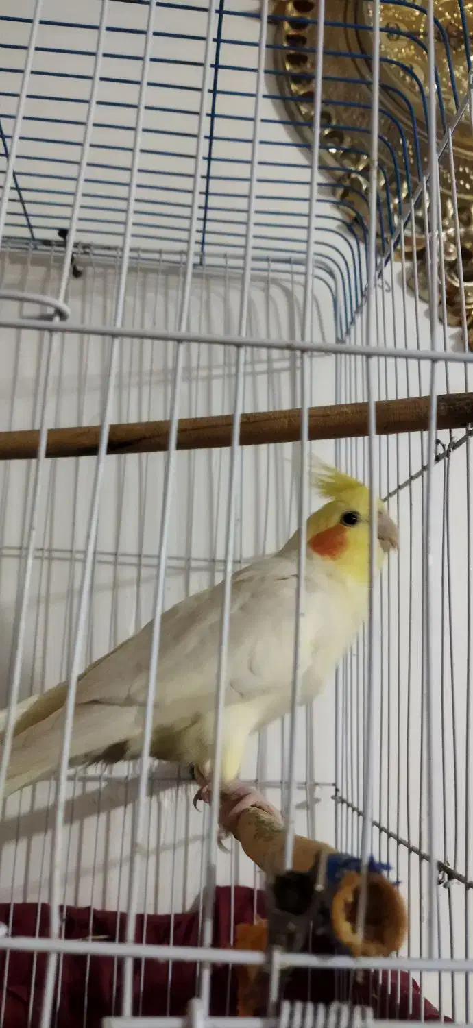 عروس هلندی|پرنده|مشگین شهر, |دیوار