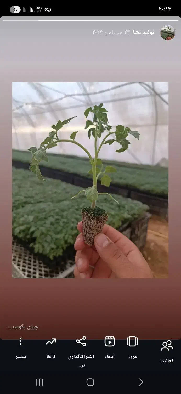 نشا|خدمات باغبانی و درختکاری|برخوار, |دیوار