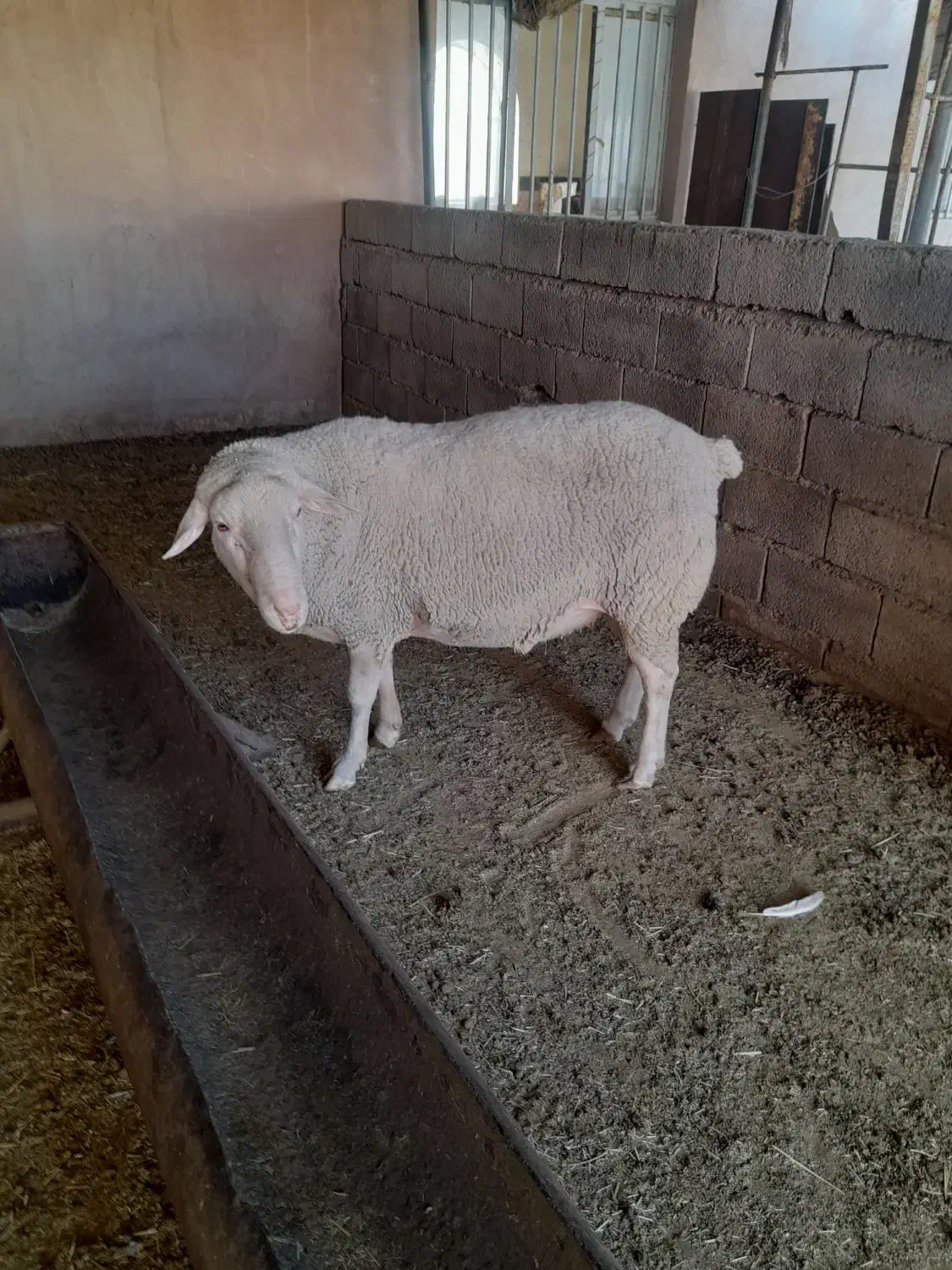 قوچ لاکن و نر بز آلپاین|حیوانات مزرعه|کرمان, |دیوار