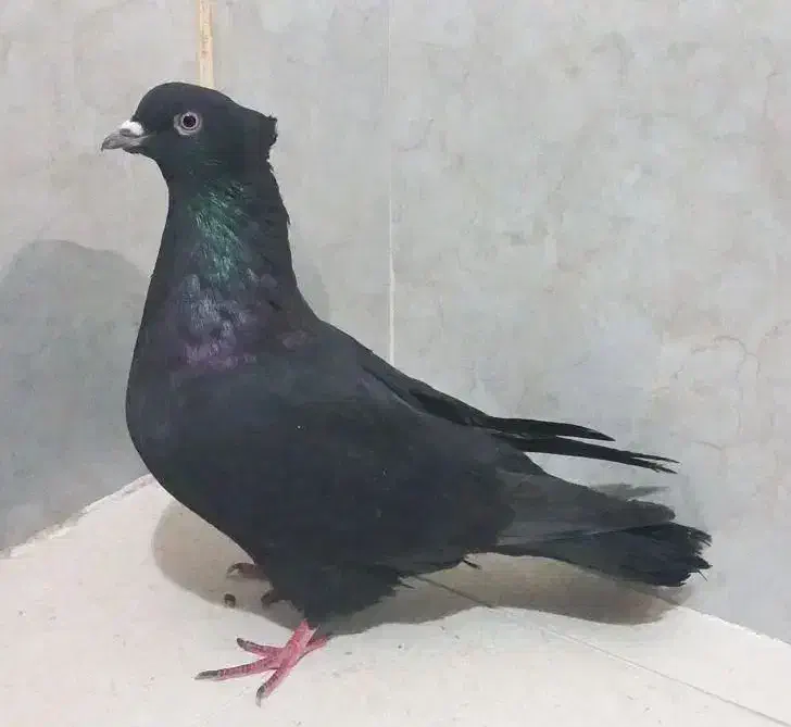 کبوترزاغ کاکلی|حیوانات|کرج, کوی کارمندان جنوبی|دیوار