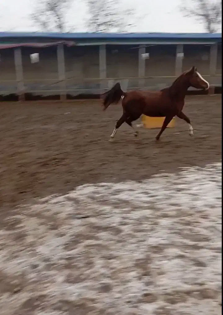 کره اسب مادیان|اسب و تجهیزات اسب‌سواری|مراغه, |دیوار