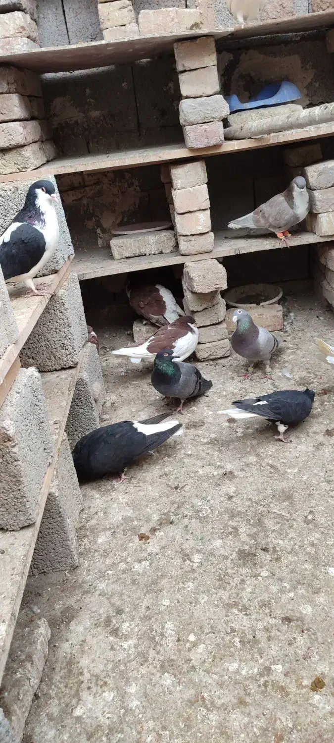 کفتر رنگی|پرنده|محمدیه-قزوین, |دیوار