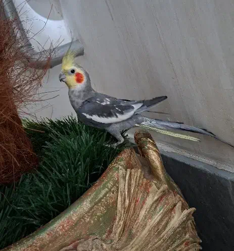 عروس هلندی آرام|پرنده|ماکو, |دیوار