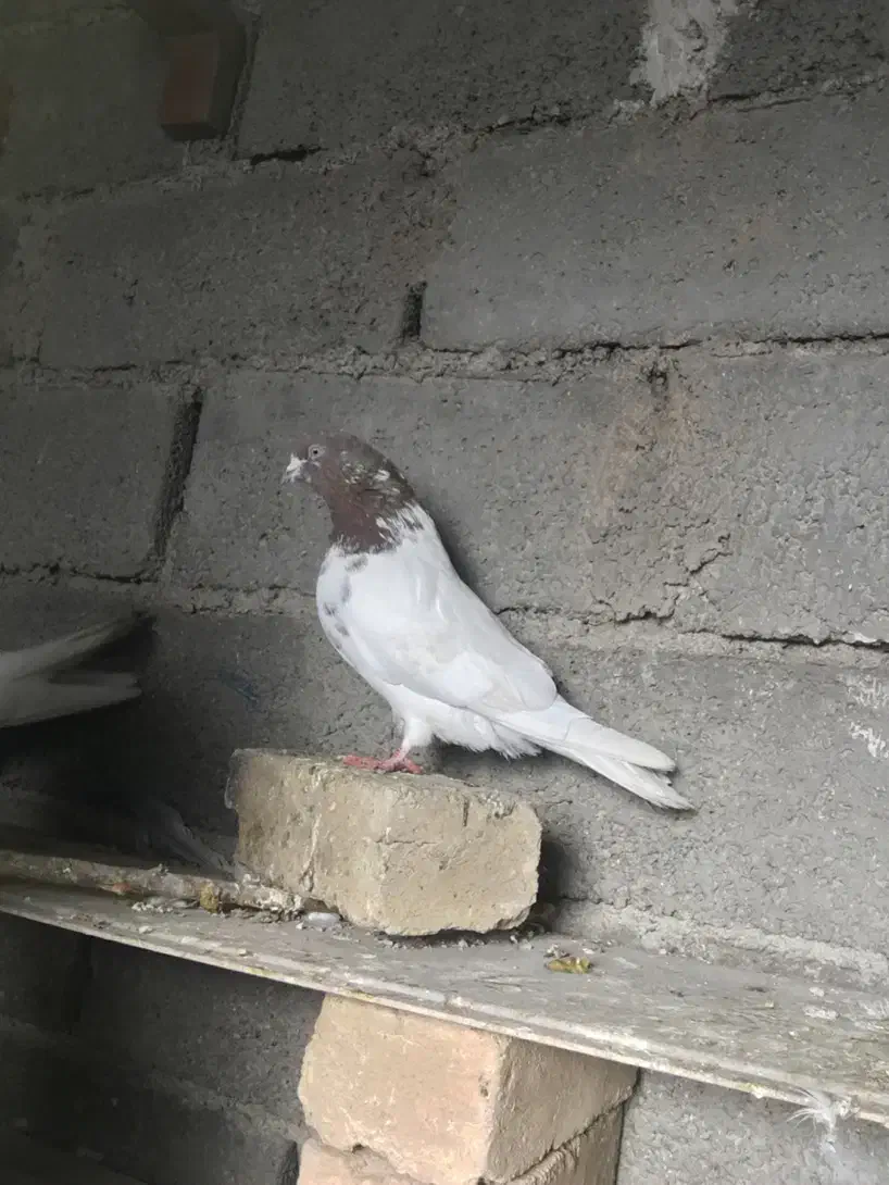 نر کله سرخ مهر|حیوانات|شهریار, فرارت|دیوار