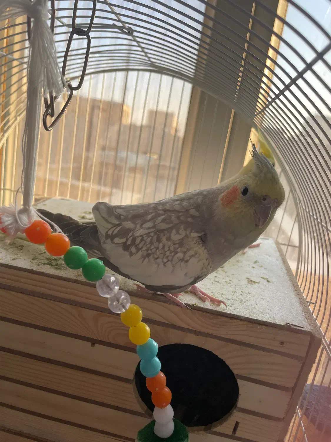 یه جفت عروس هلندی مولد|پرنده|تهران, جیحون|دیوار