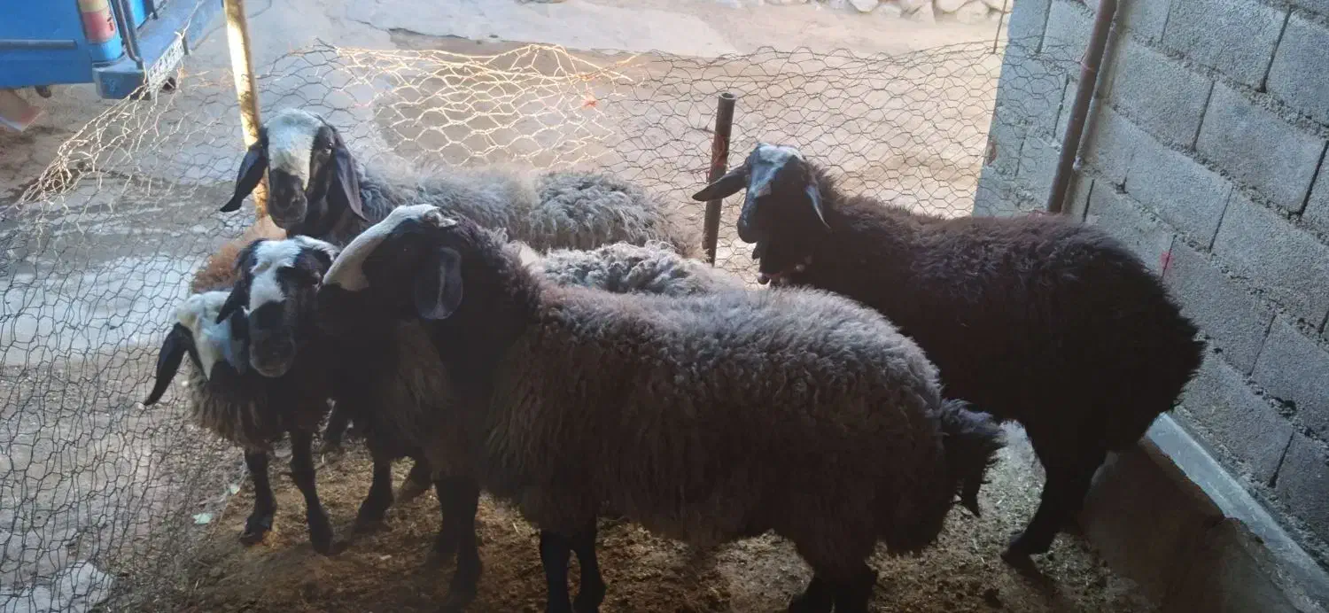 قوچ شال|حیوانات مزرعه|دینور, |دیوار