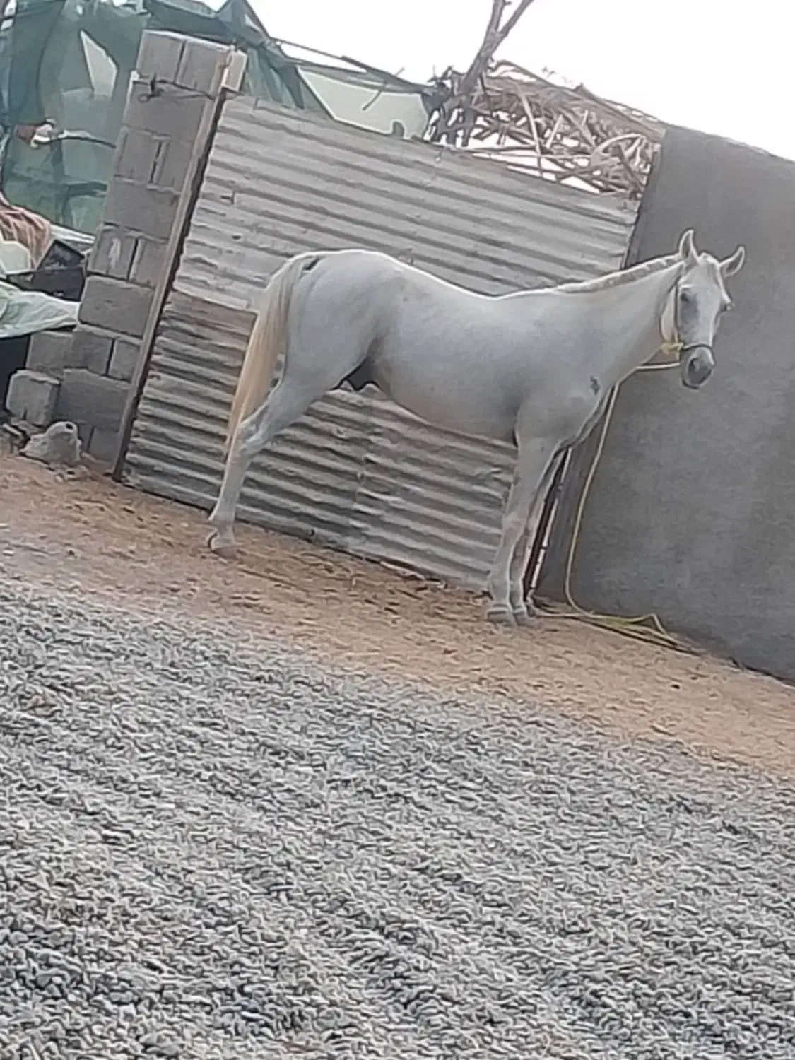 فروشی|اسب و تجهیزات اسب‌سواری|جیرفت, |دیوار