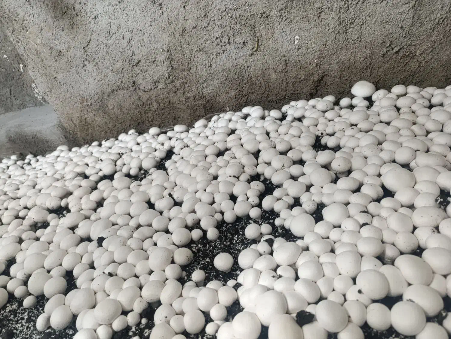 قارچ دکمه ای درجه یک|خوردنی و آشامیدنی|چگنی, |دیوار